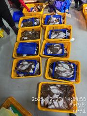 12월 27일 거진항 어구 가자미 연 날렷습니다. 밴도와서 보세요 영상 사진