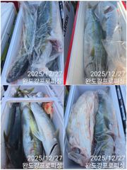 대방어 쿨러조황 사진