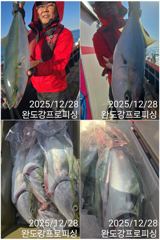 대방어 조황 사진