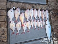뉴금강호)1월3일 어디갔니 참돔아ㅠㅠ 사진