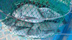 완도군 약산면 약산도 (조약도) 가사,득암,어두, 당목 앞바다 감성돔 바다낚시 조황정보 - 12월29일 월요일 2물 갯바위주변 조황저조 양식장카고 조황 좋아....바다풍경호 사진