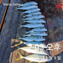 부시리 방어 마리수 조황입니다 사진