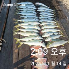 방어 부시리 마리수 조황입니다 사진