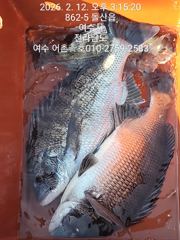 감성돔 선상찌낚시 사진