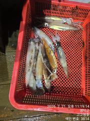 2월 21일 오징어 한치 조황 사진