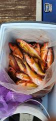 대포항 강남호 2/26 다잡아 조황입니다 사진