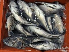 26.3.24일 내만권 조황 소식 입니다. 사진