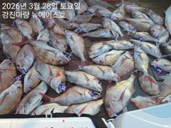 28일 타이라바 조황입니다. 사진