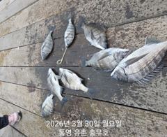 유촌 충무호 감성돔 철수조황입니다 내일자리널널합니다 사진