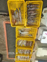 4월11일 한치 탐사 조항입니다‼️ 사진