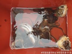 봄 알쭈꾸미 조황 / 알이 꽉차고 씨알이 엄청 큰 왕쭈꾸미만 잡습니다!! 내일 자리 여유!!