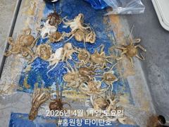 4월11일(토) [타이탄호] 묵직한 알쭈꾸미 손맛!!! 사진