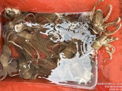 4월11일 봄 알쭈구미 출조 50마리좀 안되게 나옵니다. 사진