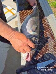 4월 11일 조황 사진
