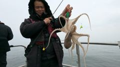 봄쭈꾸미 씨알보소 사진