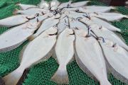 26.04.17 대천항 루피호 광어다운샷 조황 사진
