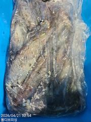 4월 20일 몰디브 한치 조황 사진