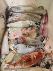 뉴 태진호 올해 첫 한치 마리수조황!!!!( 오늘오후3시 출항)!!!!