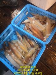 4월21일 대포한치 초대박 조황  사진