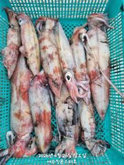 한치시즌 시작~~^^ 언제 터질지 모릅니다 사진