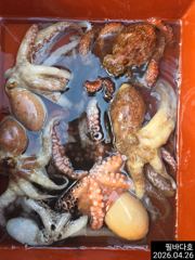 준원도권 문어 조황 사진