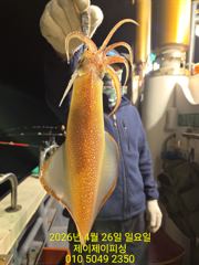 4월26일 한치 조황 사진