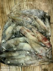 4월 28일 몰디브 한치 조황 사진