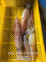 26년 5월1일 입항조항 입니다 사진