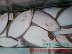 5월2일 광어다운샷 5명출조 조황 사진