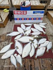 5월2일 조황입니당 ~^^  조사님들  여기서.저기서.힛트.힛트.힛트.뛰어다니느라  바빴네요ㅋㅋㅋ 이제 광어시즌이 돌아왔습니다~^^ 한바다호  많이 찾아주세용^^♡ 사진
