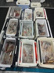 [통영대교피싱]3일 청기백기 한치조황, 수요일부터 출조모집 사진