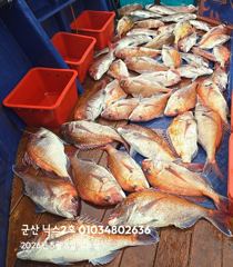 5.3 닉스2호 참돔타이라바 조황 사진