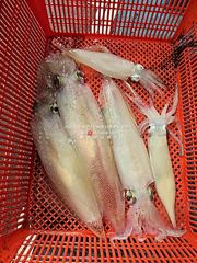 [통영대교피싱]내일 한치잡으러 가입시더 사진