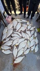 5월5일 대광어조황 사진