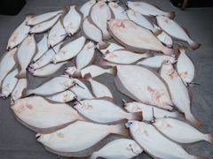 5월 7일 대광어조황 (13명) 사진