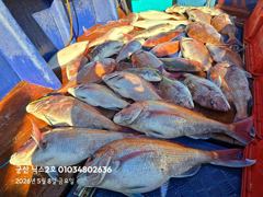 5.8 닉스2호 참돔타이라바 조황 사진
