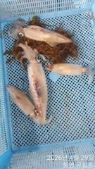 통영유림)9일 한치 실시간조황입니다 사진