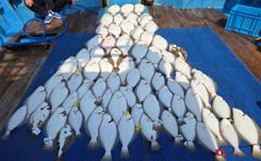 5월9일조황 (70수오바) 사진