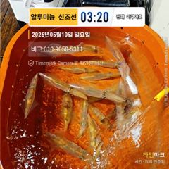 (18석)먼바다왕한치 !!!일욜입항조황=화,수,목,금,일 예약가능 사진