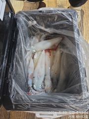 거제 뉴새바다호 한치 조황입니다  오늘 예약됩니다