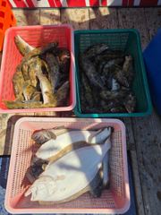 삼길포 헌터호 5/12 우럭 광어 조황 사진