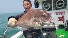13일 참돔조항입니다 사진
