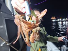 나이스피싱호 7월 돌문어 예약받습니다 사진