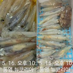 먹물왕대포한치 잘올라오네요 소수인원이라도 달립니다 !!!