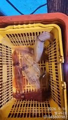 통영 한치전문 구디호 한치 시즌이 왔습니다 