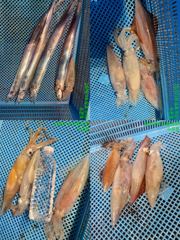 통영 수 은 호 == 갈치&한치 조황입니다 잘 올라오네요~예약은 010 3361 4231 전화주세요~ 사진