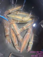 새바다1호 한치  조황입니다  오늘 예약됩니다 사진