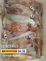 친구야가자호 ))통영 한치 터졌다 좋아좋아 예약문의010-7443-7990 사진