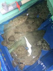 해진호 5월 19일 대광어 조황 사진
