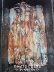 한치 25일(월요일)부터 자리여유 있습니다   한치 세자리수 나오기 시작했습니다   다음주 기상 좋고 물때도 좋습니다   한치 쿨러가득 채우러 가실분들 연락주세요  사진